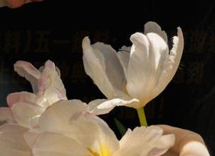 五一爆料：你的旅游线路走了我报纸上的那种典雅，结果遇到‘大排长龙’的小插曲！